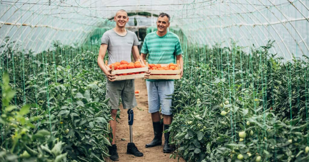 Two men holding tomatoes in a farm