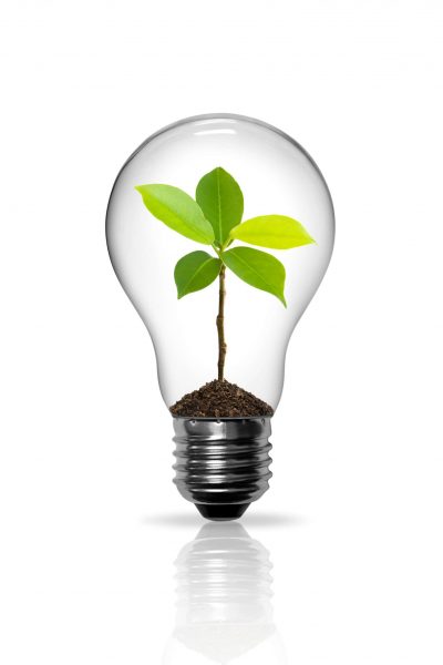Lightbulb and Plant